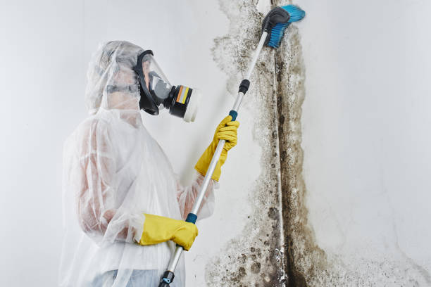 Best White Mold Remediation in Tamiami, FL