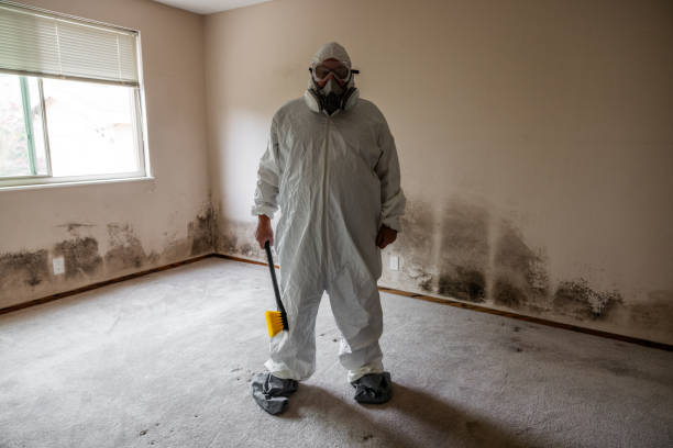 Best White Mold Remediation in Tamiami, FL