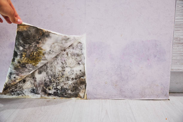 Best DIY Mold Remediation Support Services in Tamiami, FL